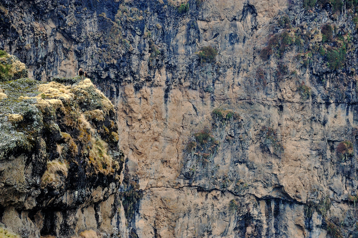 Dželada hnědá(Theropithecus gelada),Simien Mountains,Etiopie