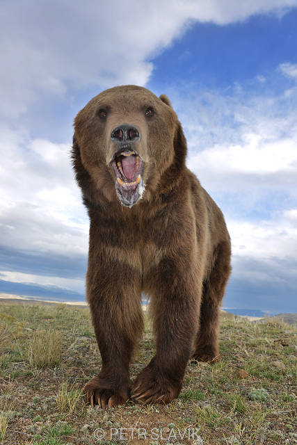 Grizzly(Ursus arctos horribilis), Montana, USA