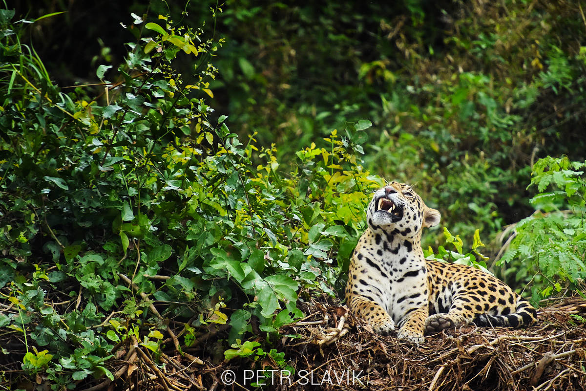 Jaguár americký(Panthera onca),Pantanal,Brazílie