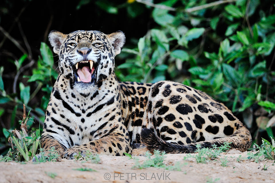 Jaguár (Panthera onca),Rio Tres Irmaos,Encontro das Águas,Pantanal,Brazílie