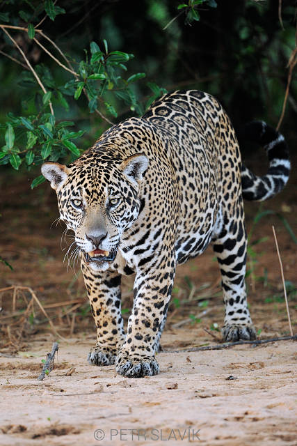 Jaguár (Panthera onca),Rio Tres Irmaos,Encontro das Águas,Pantanal,Brazílie