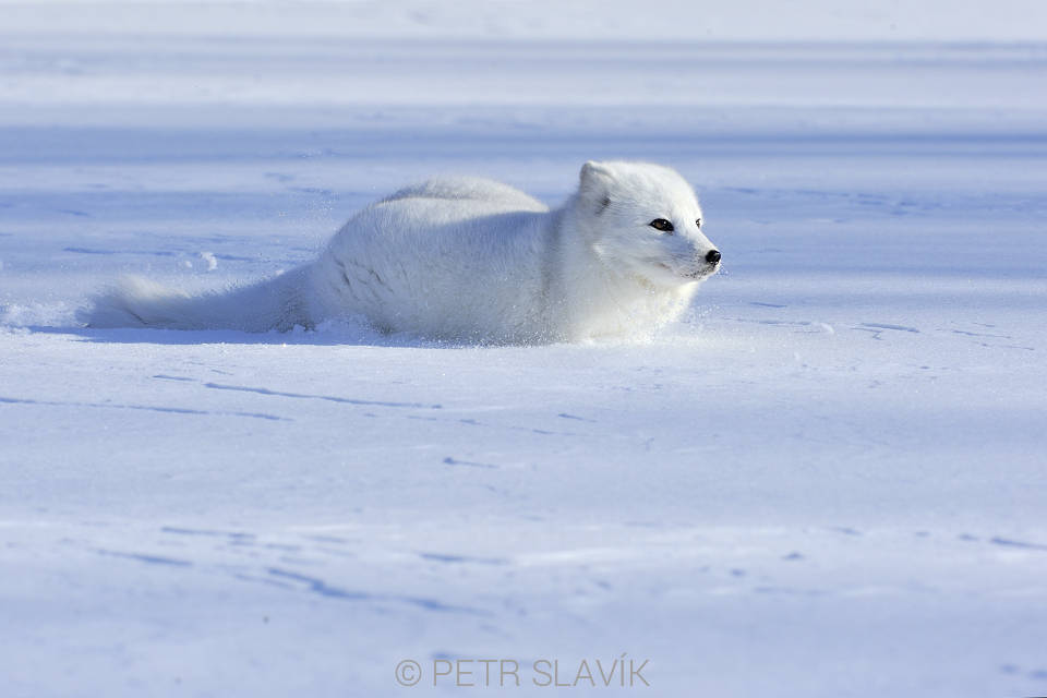 Liška polární (Vulpes lagopus),Minnesota,USA