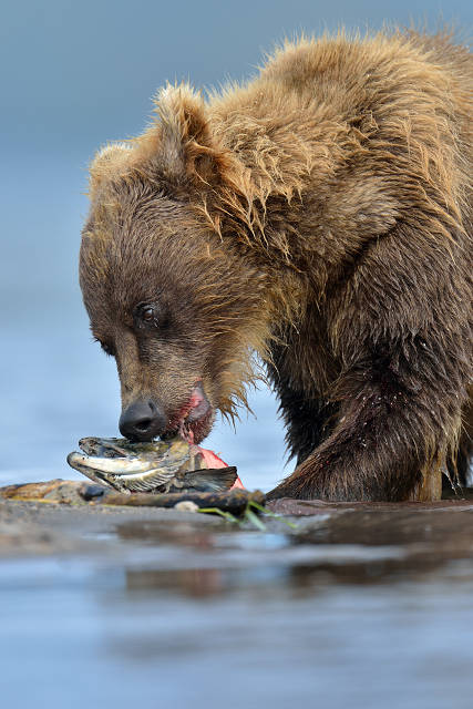 Medvěd kamčatský,Kurilské jezero,Kamčatka