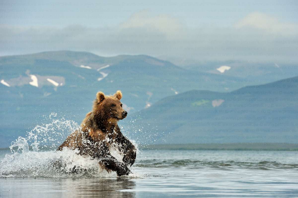 Medvěd kamčatský.Kurilské jezero,Kamčatka