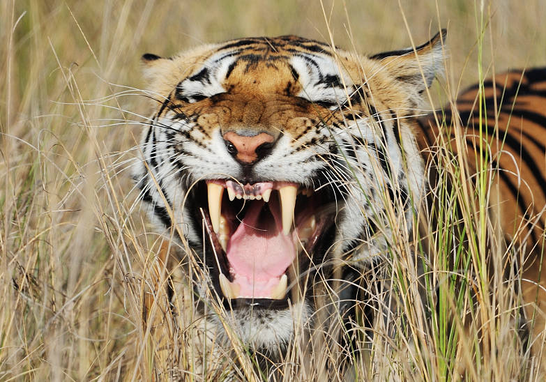 Tygr bengálský, Národní park Kánha, Indie