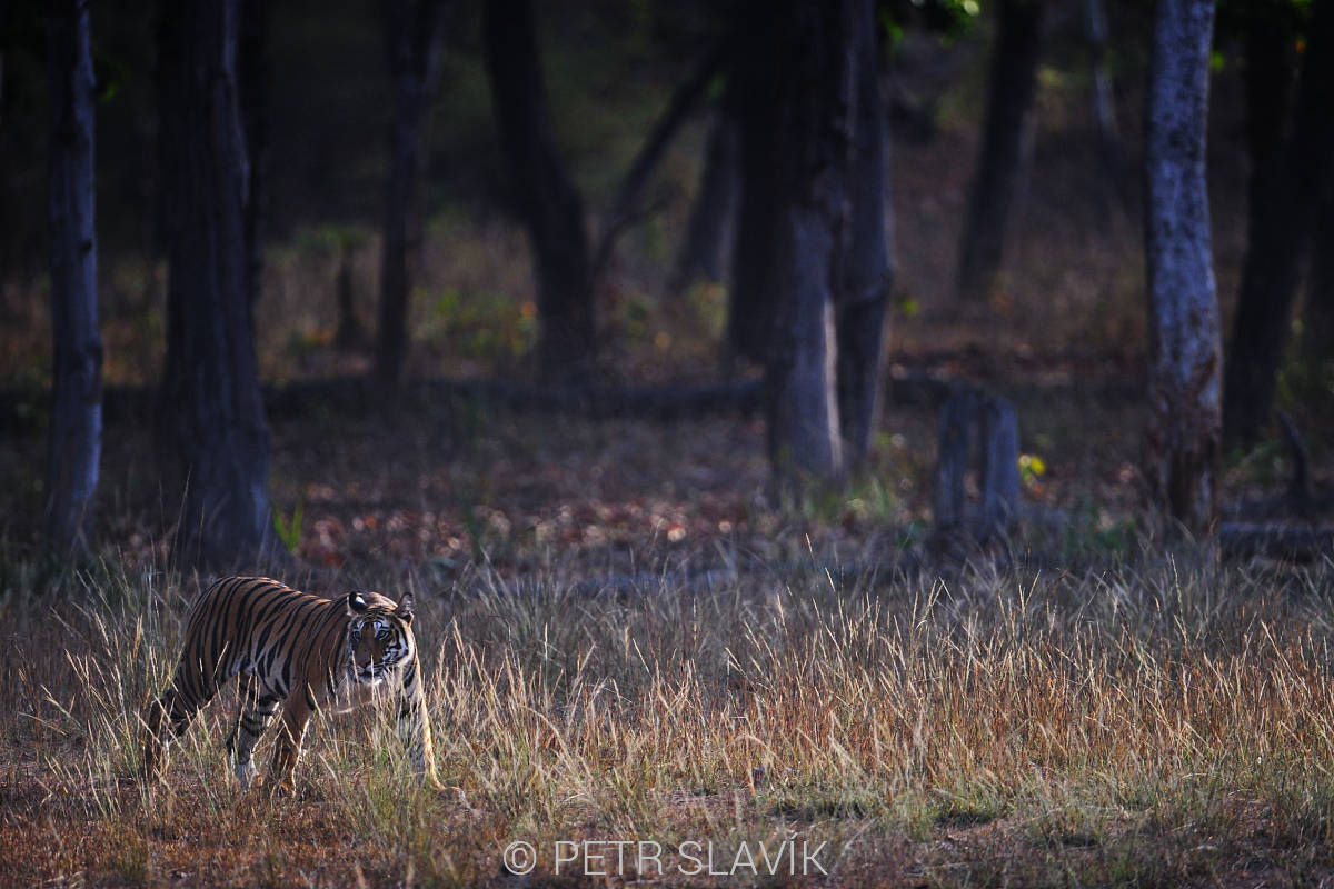 Tygr bengálský (Panthera tigris tigris), NP Bandhavgarh, Indie