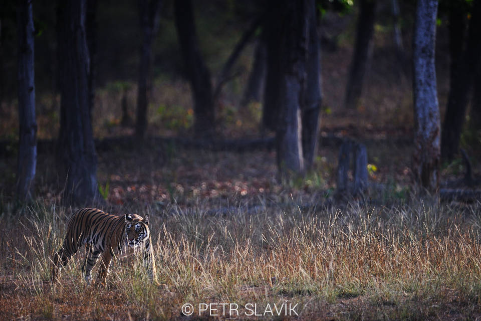 Tygr bengálský (Panthera tigris tigris), NP Bandhavgarh, Indie