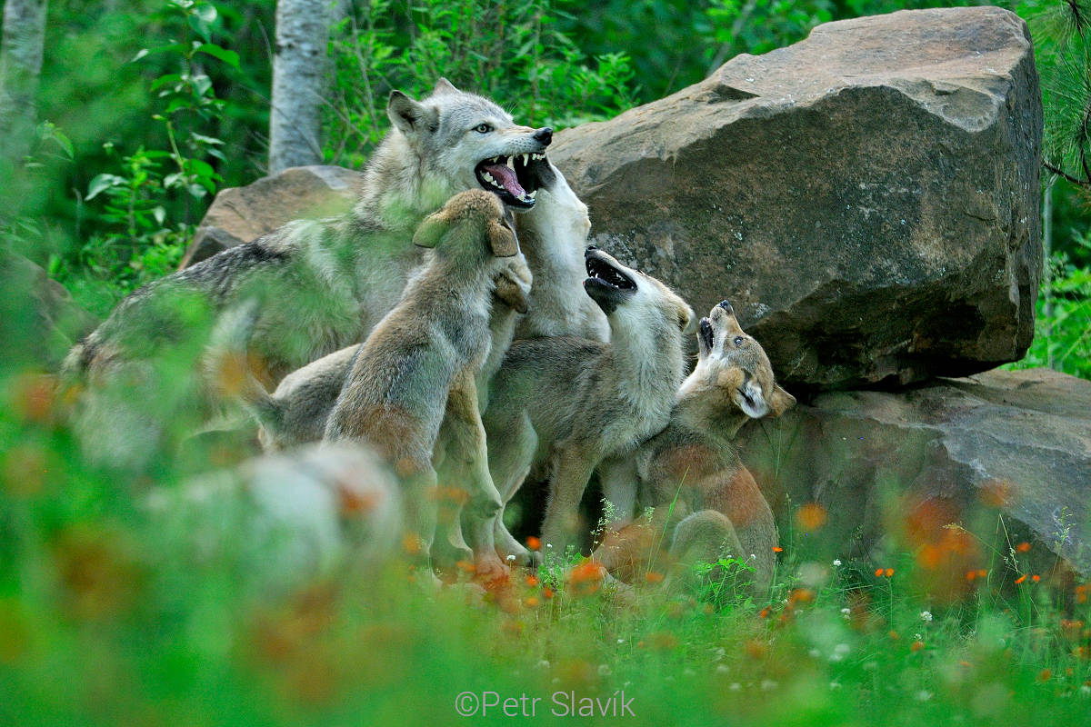 Vlk obecný (Canis lupus), Minnesota, USA
