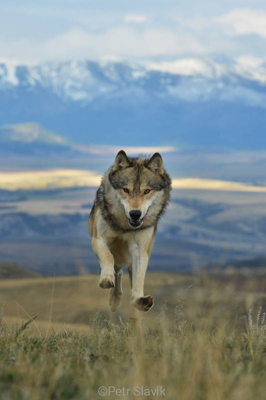 Vlk obecný (Canis lupus), Montana, USA