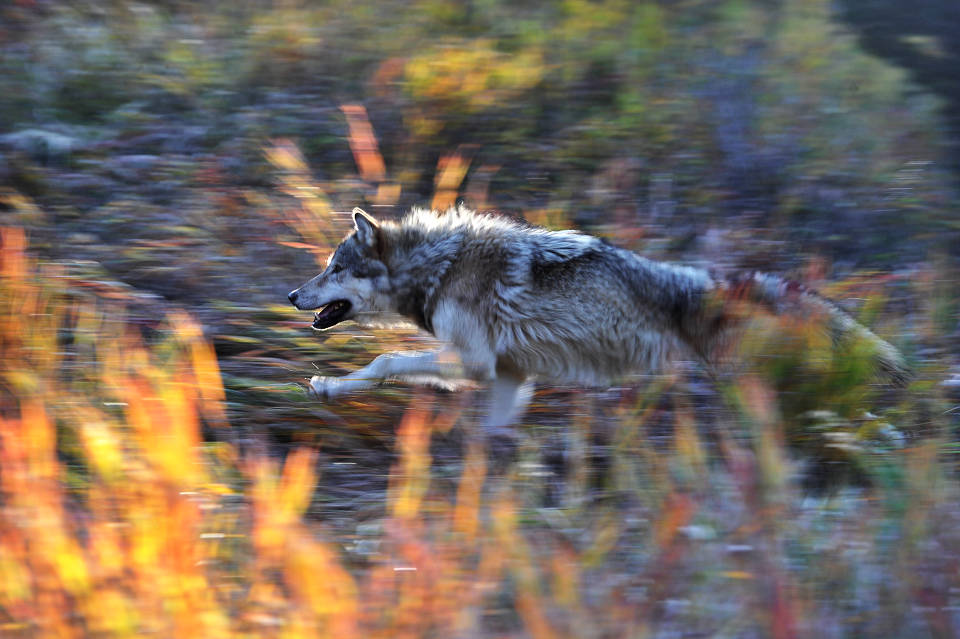 Vlk obecný,Montana,USA