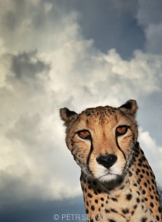 Gepard štíhlý (Acinonyx jubatus)...