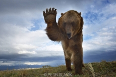 Grizzly(Ursus arctos horribilis), Montana...