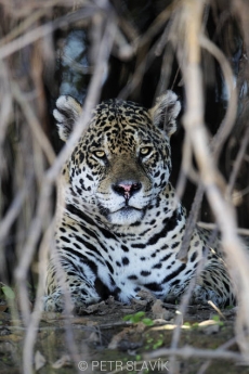 Jaguár (Panthera onca),Rio Tres...