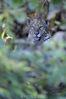Jaguár (Panthera onca),Rio Tres...