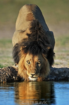 Lev pustinný(Panthera leo), CKGR, Botswana...