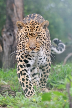 Levhart skvrnitý (Panthera...
