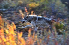 Vlk obecný,Montana,USA